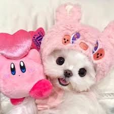 Anvi Kulkarni avatar