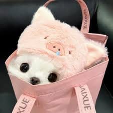 Sneha Chatterjee avatar